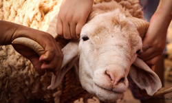 Kurban Bayramı tatili 9 gün olacak mı? Kurban Bayramı kaç gün? Kurban Bayramı ne zaman 2026?