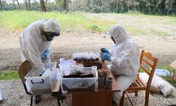 Muğla’da “terminatör böcek” ile zararlıya savaş