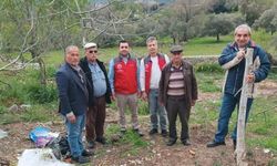 Menteşe’de Çiftçilere Uygulamalı Ceviz Aşılama Eğitimi