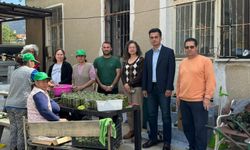 Datça’da Çağla Hasadı Bitti, Turşu Üretimi Başladı