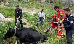 Seydikemer’de Mahsur Kalan İnek İtfaiye Tarafından Kurtarıldı