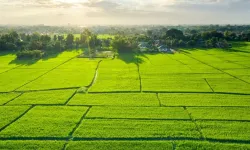 Muğla'da en verimli tarım alanları açıklandı: İşte o ilçeler