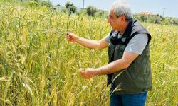 Menteşe’de Hububat Tarlaları Yakın Takipte