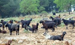 Muğla’da Kurbanlık Pazarı Sessiz Kaldı