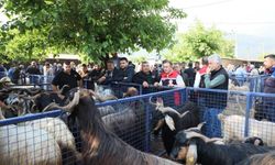 Muğla’da Kurbanlık Denetimleri Sıklaştı: Bayır Hayvan Pazarı Yakın Takipte