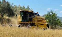 Menteşe’de Arpa ve Yulaf Hasadında Biçerdöver Denetimi
