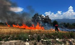 Seydikemer’de Ekin Yangını Zeytinliğe Sıçradı
