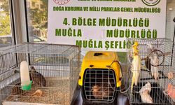 Muğla’da Kaçak Hayvan Denetimi: 13 Hayvana El Konuldu