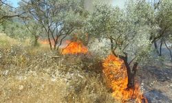 Menteşe’de Zeytinlik Alanda Yangın