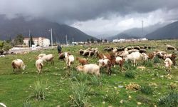 Köyceğiz’de Yağışlar Ot Verimini Artırdı