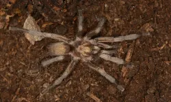 Aydın'da dikkat çeken keşif! İşte Türkiye'nin ilk tarantulası