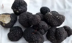 Mucize mantar milyonlarca lira kazandırıyor! Tonlarca tespit edildi