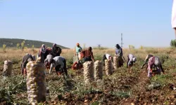 Geçen sene tarlada 5 liraydı şimdi 25 lira oldu! Hasat yüzleri güldürdü
