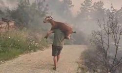 Muğla'da Keçisini Omzuna Alıp Alevlerden Kurtardı