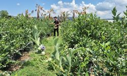 Fındık bölgesinde bu meyveyi ekti! 4 yılda 60 dönüme çıkardı, şimdi siparişlere yetişemiyor
