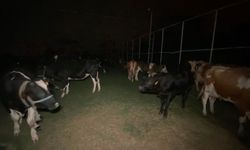 Yangında Hayvanlara Halı Sahada Güvenli Alan