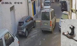 Muğla'da yürek burkan olay! İki sokak kedisini ezip kaçtı