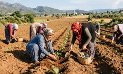 Bu sebzeleri dikenler servet elde ediyor! İşte yazın ekilmesi gereken ürünler