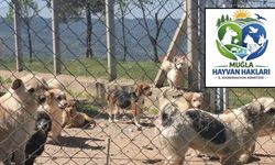 Muğla’daki Hayvan Bakımeviyle İlgili Ağır İddialar