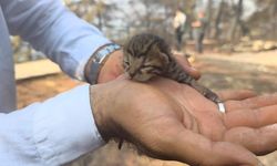 Alevlerin Arasında Yaşam Mücadelesi: Yavru Kediyi Muhabirler Kurtardı