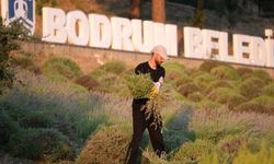 Bodrum’da gençler güne lavanta hasadıyla başlıyor