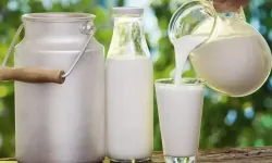 İnek sütü mü keçi sütü mü? Uzmanlar tartışmaya noktayı koydu