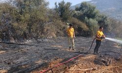 Milas’ta tarım arazisinde yangın çıktı