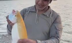 Oltaya Takılan Sarı Albino Alabalık Şaşkına Çevirdi