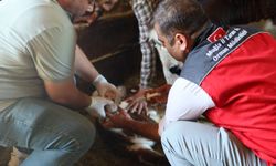 Muğla’da buzağı kayıplarını azaltacak yeni proje