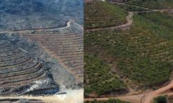 Muğla’da büyük yangınların 5. yılında yanan alanlar yeşil örtüsüne kavuştu