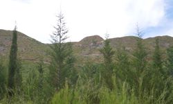 Muğla’da en yaygın ağaç türleri hangileri? Çam, zeytin ve meşe ağaçları nerelerde yetişiyor?
