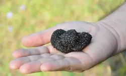 Türkiye'nin 'siyah elmas'ı servet kazandırıyor! Kilogramı binlerce euroya satılıyor