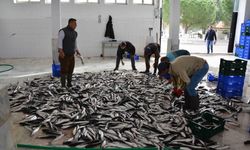 Muğla’nın ihracatında su ürünleri, zeytin ve madencilik öne çıkıyor