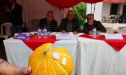 Karabağlar Yaylası’nın en güzel kavunları seçildi