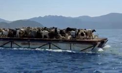 Marmaris'te Keçilerin 'Mavi yolculuğu' geleneği 100 yıldır sürüyor
