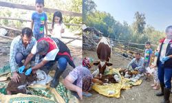 Muğla’da Buzağı Kayıplarına Karşı Yeni Proje