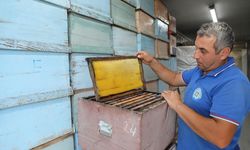 Muğla’da 236 bin 710 petek güveden korundu