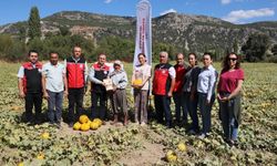Karabağlar Yaylası’nda Ata tohumları ve Yayla kavununda hasat zamanı