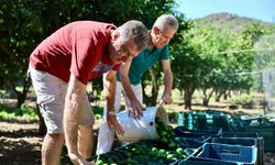 Bodrum'un yeşil altını ekonomiye kazandırılıyor