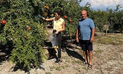 Ortaca’da nar ve limonda hasat öncesi pestisit denetimi