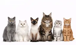 “Veterinerden kedi sahiplerine uyarı: Bu gıdalara dikkat!”
