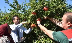 Ortaca’da nar hasadı başladı: Dalyan’da üreticiler bahçede