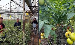 Dalaman’da seralarda hastalık ve zararlı takibi