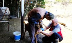 Muğla’da küçükbaş hayvanlardan kan örnekleri alındı