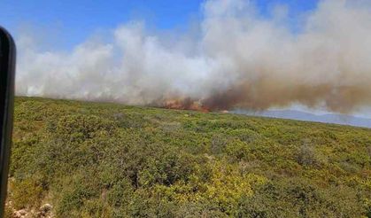 Didim'de orman yangını