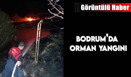 Bodrum'da orman yangını