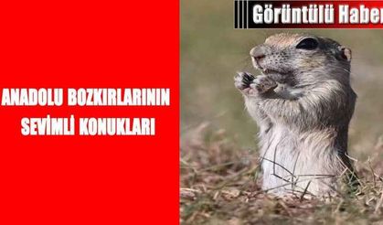 Anadolu bozkırlarının sevimli konukları