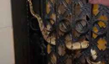 Bahçe kapısına dolanan 1,5 metre uzunluğundaki pitonu görenler gözlerine inanamadı