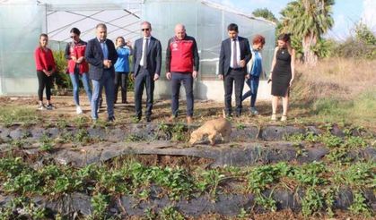 Köyceğiz'de öğrenciler tarımsal üretime devam ediyor