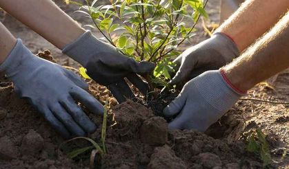 Milli Ağaçlandırma gününde cumhuriyet ormanları oluşturuluyor